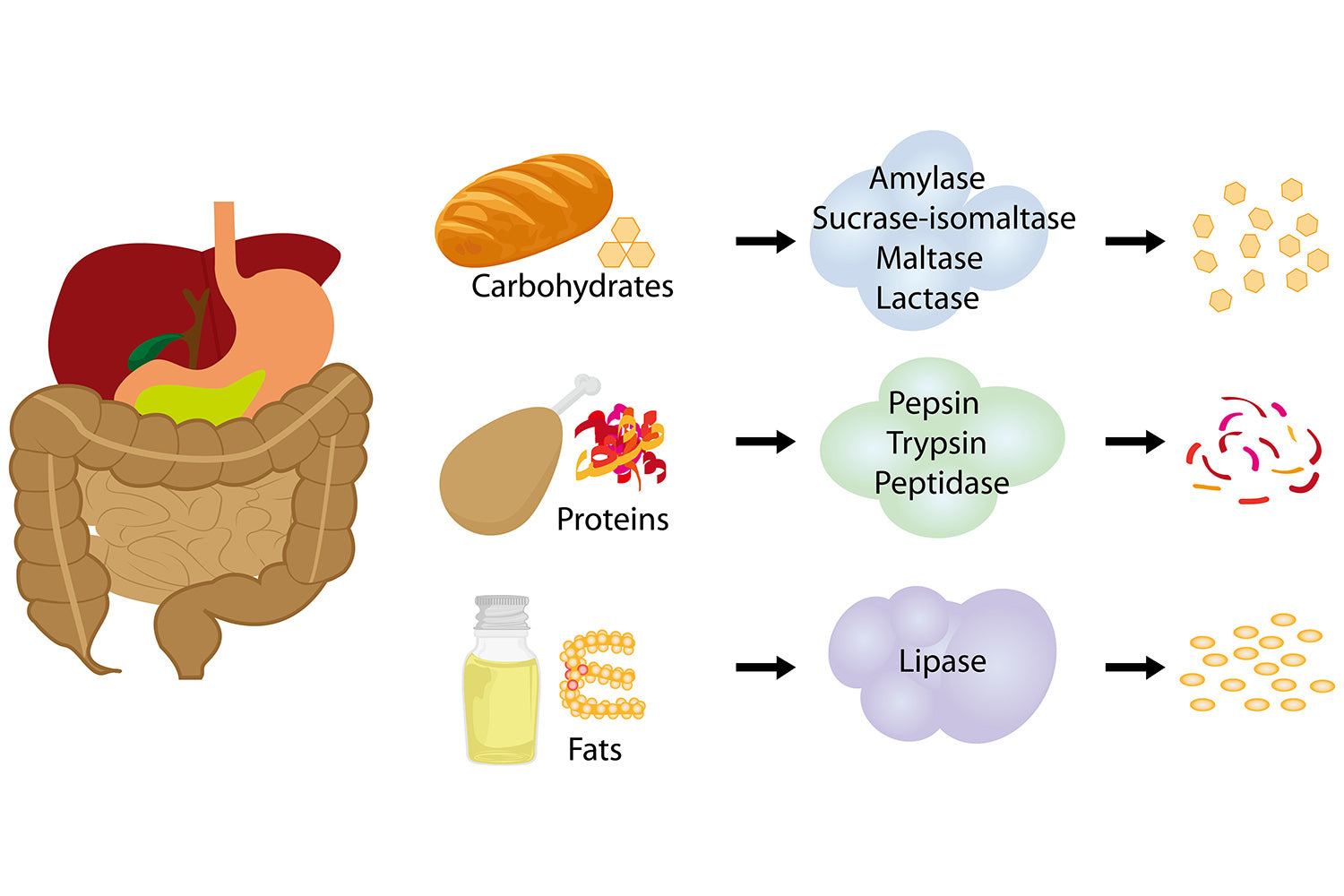 #FarmHavenDigestiveEnzymes #GutHealth #HealthyDigestion #ProbioticPower #EnzymeSupport #NaturalWellness #BloatRelief #VegetarianCapsules #MadeInUSA #NonGMO #HolisticLiving #NutrientBoost #ImmuneSupport #StomachComfort #HerbalBlend #OptimalHealth
