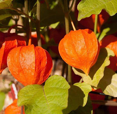 Ashwagandha and its Benefits