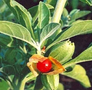 Ashwagandha Benefits – Feel Amazing