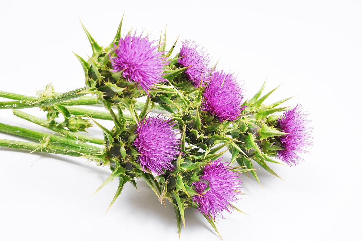 milk thistle,HerbalSupplement,NaturalHealing,WellnessSupport