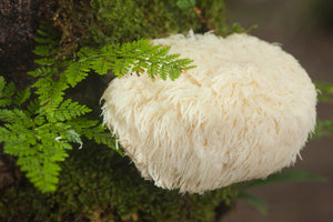 Lion's Mane - What is it & What Are Its' Benefits?