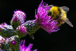 Milk Thistle Supplement
