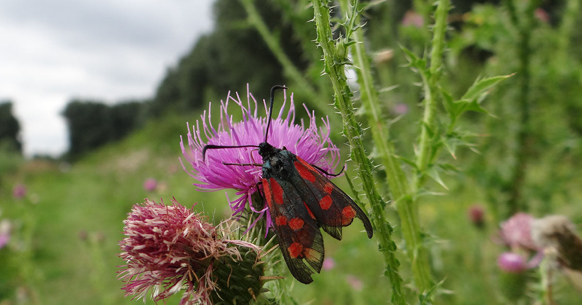 Milk Thistle Supplement