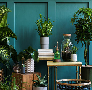 Discover Your Wild – Benefits of Indoor Plants