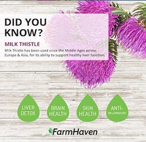 Milk Thistle Benefit