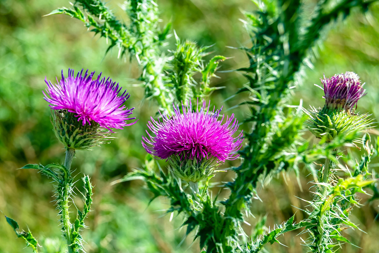 Milk Thistle Supplement