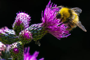 Unlocking the Power of Milk Thistle: Nature’s Liver Protector